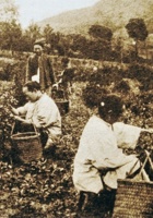 清末武夷山茶园 封面