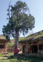 护宁寺庙009 封面